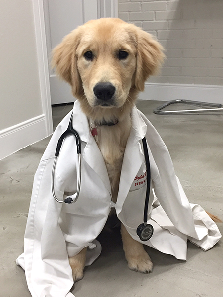 golden retriever dressed as doctor From @medical_way